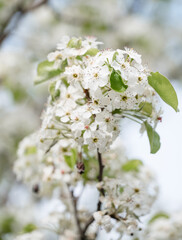 Close up of white flowers on pear tree blooming in spring.