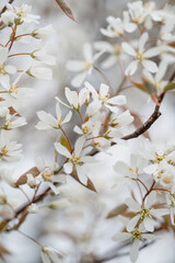 Close up of white flowers on amelanchier tree blooming in spring.