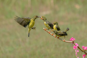 Sun-bird (Nectarinia jugularis) Female feeding chicks on branch