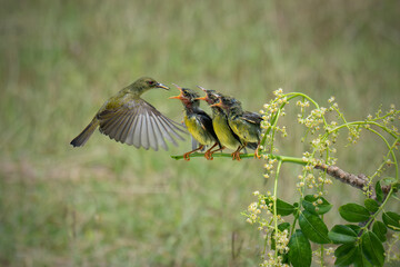 Sun-bird (Nectarinia jugularis) Female feeding chicks on branch