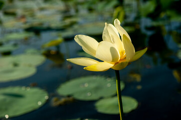 American lotus flower, Nelumbo lutea in water.