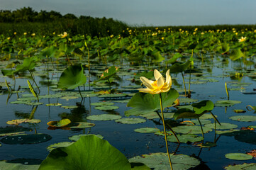 American lotus flower, Nelumbo lutea in water.
