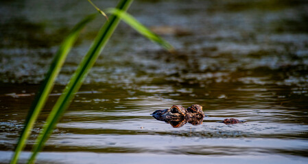A barely visible head of an alligator in water.