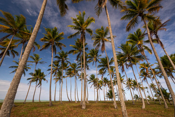 Obraz premium Coconut palm trees in wild deserted beach in Cumuruxatiba