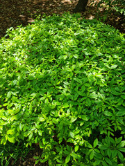 Obraz premium These are azalea leaves in summer.