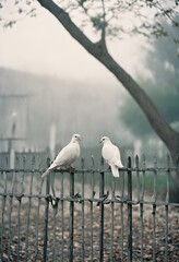 White pigeon bird on outdoor fence