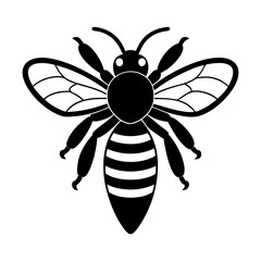 Illustration of a black and white striped bee with detailed wings