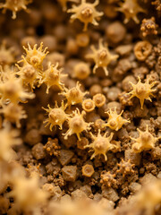 Fototapeta premium Close-up of bacteria synthesizing nutrients in a soil sample