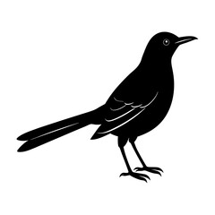 Silhouette of a bird standing with long tail and pointed beak shown