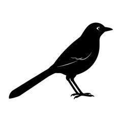 Silhouette of a bird with long tail standing on its two feet side view
