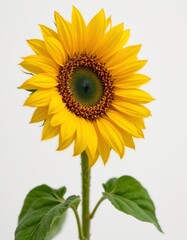 Obraz premium Bright Yellow Sunflower Blossom