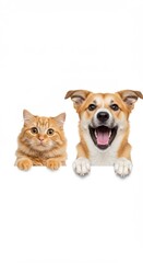 Adorable Ginger Cat and Happy Dog Peeking Over a White Background 