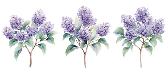 Watercolor illustration of three lilac flowers with green leaves isolated on transparent background