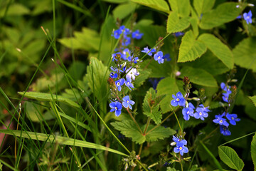 Flowering Veronica Chamaedrys on glade closeup