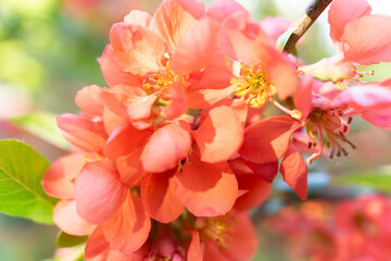 Beautiful flowering peach blossoms in a spring garden setting