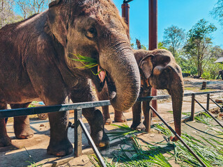 Elephant interacts with visitors during feeding time. Elephant eating grass with its trunk.