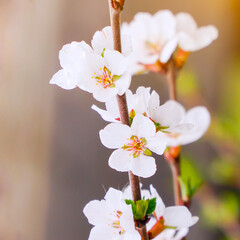 A branch with blooming white spring flowers of Prunus tomentosa