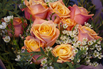 A close-up of rose flower.	