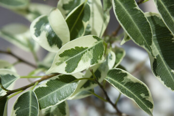 Close-up of patterned benjamin leaves.