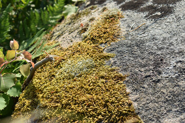 Flechten, Moos und Farne schmiegen sich an einen großen Felsen in der Sonne Schwedens