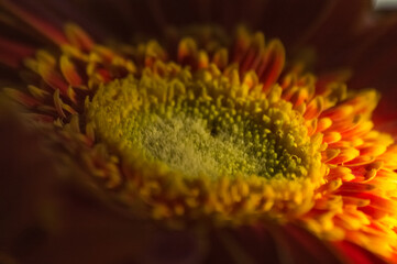 Close up of gerbera flower. Macro shot with shallow depth of field.