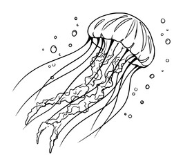 jellyfish floating underwater line drawing © Aisha Kudorova