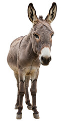 Realistic Donkey Isolated on a Transparent Background Portrait View