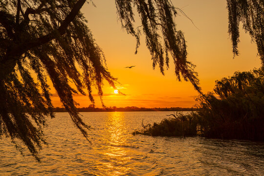 The orange glow of sunset and reflections on the water seen between the leaves and branches of a tree on the banks of the Murray River at Tailem Bend, a town in South Australia.