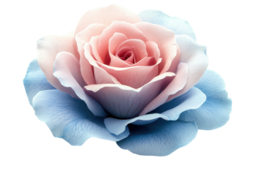 Pastel Dreams A Pink Rose in Full Bloom Soft Blue Petals Elegant Blossom Floral Beauty Macro on transparent background
