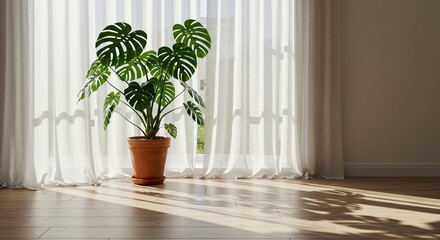 Indoor plant by a window