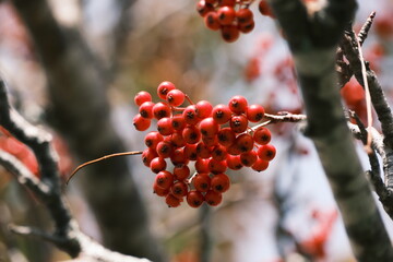 ナナカマドの実