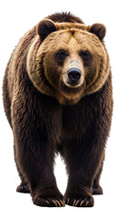 Fototapeta premium Realistic Photo of a Majestic Brown Bear Standing with Transparent Background