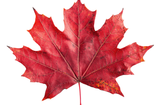 Vivid Crimson Maple Leaf Autumnal Beauty Vibrant Red Foliage Seasonal Change Nature s Palette on transparent background