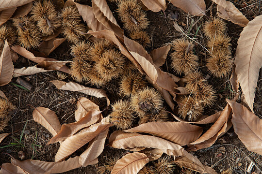 fuzzy fallen chestnuts on the ground in autumn