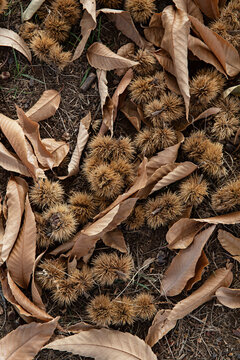 dry leaves background with fallen chestnuts