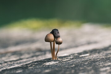 木製テーブルに生えた小さなキノコ