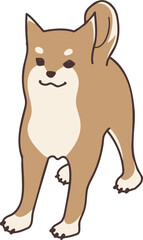 Dog Shibaiu looking  diagonally forward left-1