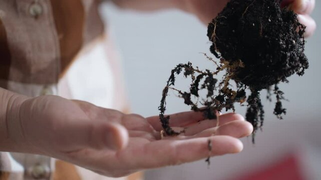 Creative supports root on palms, close up view of delicate root network in moist soil, hands cradle earthy root ball under soft indoor light while gentle cultivation ritual unfolds in cozy home.