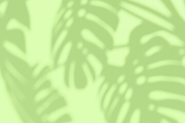 Soft Shadow Monstera Leaves Green