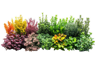 Diverse colorful shrubs ornamental foliage isolated on black landscape design garden plants on transparent background
