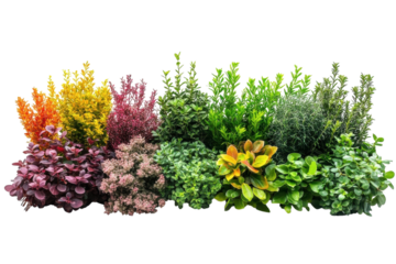 Diverse colorful shrubs ornamental foliage isolated on black landscape design garden plants on transparent background