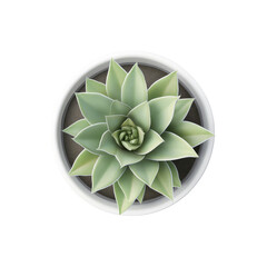 Aerial View of a Succulent Plant in a White Pot