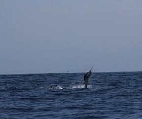 Fototapeta premium A sailfish jumps out of the water in a powerful motion during a deep sea sport fishing trip off the coast of Costa Rica. The fish is caught in mid-air with a lure visible, illustrating the excitement 