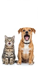 Adorable Pet Duo: A Surprised Cat and a Playful Dog Posing Together Against a White Background