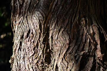 光に照らされた美しい木の表面