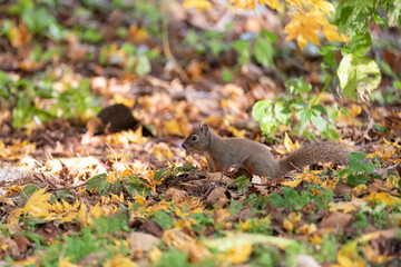 可愛いニホンリス	