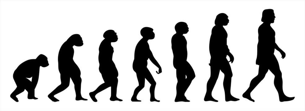 Evolution silhouette vector of human stages walking simple art in black colour. Monkey to man steps.