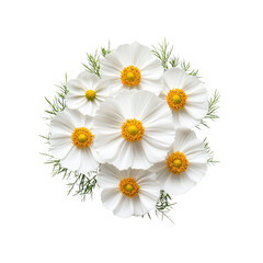 Obraz premium Bouquet of White Cosmos Flowers on Transparent Background
