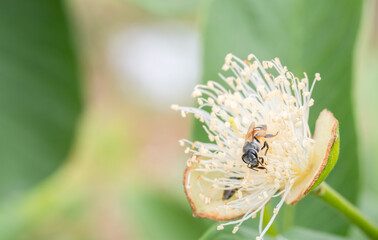 Flowers and bees in the garden—the beauty of nature through the perspective of a beautiful tiny world. Macro, natural photography.