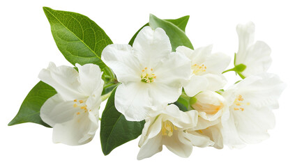 Obraz premium white jasmine flowers with bright green leaves